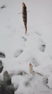 IMG_20161203_031750.jpg