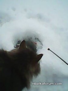 IMG0004A.jpg