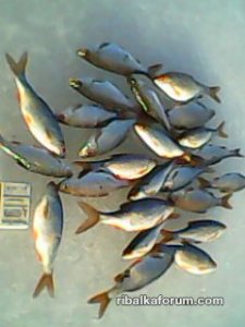 IMG0019A.jpg