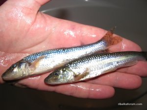 IMG_1632.JPG