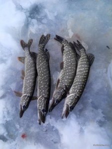 IMG_20161209_085123.jpg
