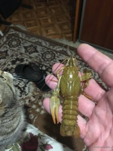 IMG_2068.JPG