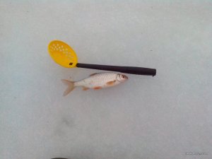 IMG_20161210_085510_1.jpg