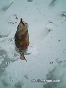 IMG0035A.jpg
