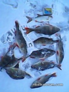 IMG0036A.jpg