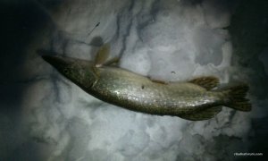 IMG_20161216_063039.jpg