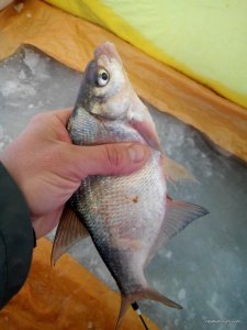 IMG_20161216_094134.jpg