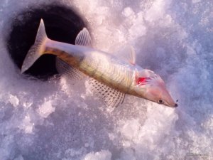 IMG_20161217_100900.jpg