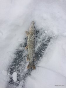 IMG_0134.JPG
