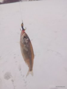 IMG_20161221_131407.jpg