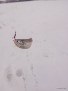 IMG_20161221_131329.jpg