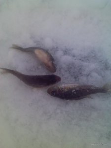 IMG069.jpg
