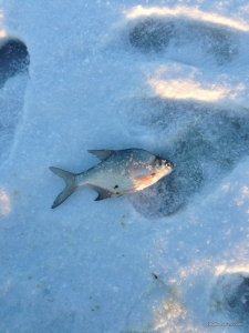 IMG_0513.JPG