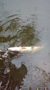 IMG_20161231_104949.jpg
