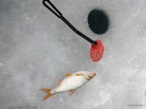 IMG_20170105_123820.jpg