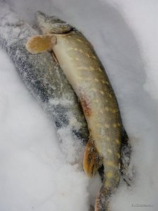IMG_20170108_101348.jpg