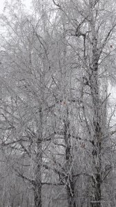 20170108_152155.jpg