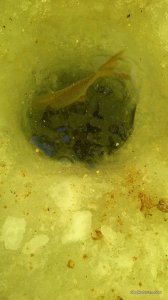 IMG_20170109_125528.jpg