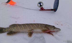 IMG_20170110_080535.jpg