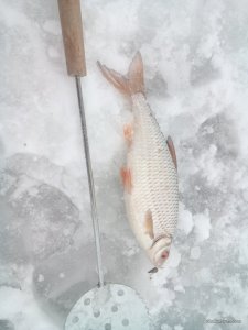 DSC_1218.jpg