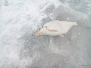 DSC_1220.jpg