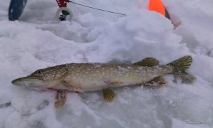 IMG_20170110_085336.jpg