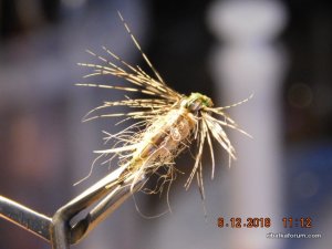 DSCN3277.JPG