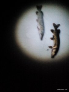 IMG_20170114_041819.jpg