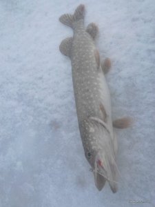 2017114075241.jpg