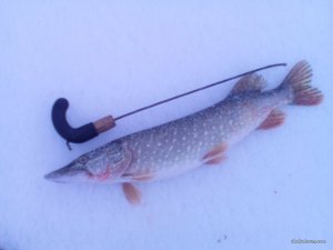 IMG_20170114_081639.jpg