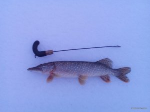 IMG_20170114_081631.jpg