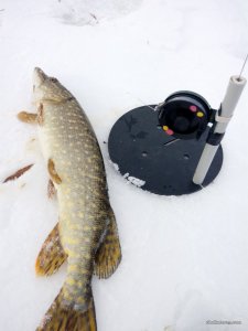 IMG_20170114_124737.jpg