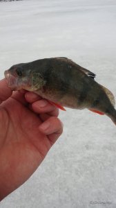 20170114_144324-918x1632.jpg