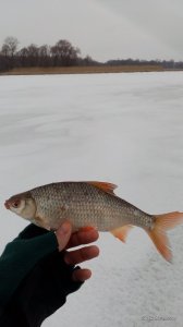 IMG_20170114_094716.jpg