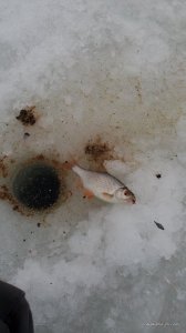 IMG_20170114_124625.jpg