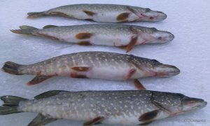 IMG_20170114_154511.jpg