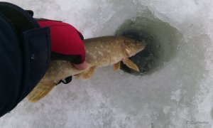 IMG_20170114_083102.jpg