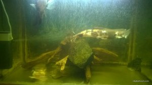 WP_20170115_006[1].jpg