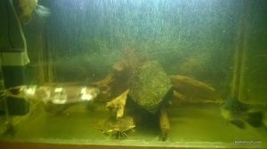 WP_20170115_007[1].jpg