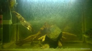 WP_20170115_009[1].jpg