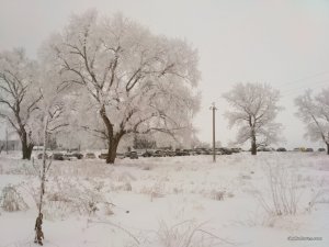 IMG_20170109_074021.jpg