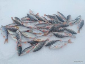 IMG_20170109_150852.jpg