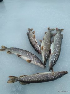IMG_20161210_103301.jpg