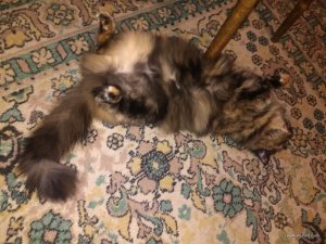 IMG_20170117_201110.jpg