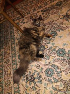 IMG_20170117_201126.jpg