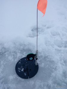IMG_20170118_075653.jpg