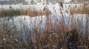 2017-01-19-875.jpg