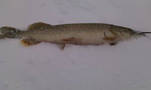 IMG_20170121_131739.jpg