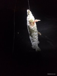 IMG_0527.JPG