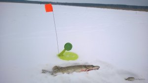 WP_20170121_002[1].jpg